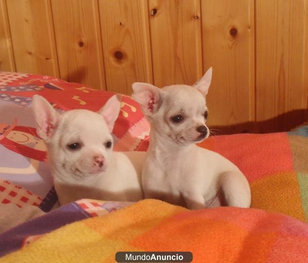 CHIHUAHUAS HEMBRAS
