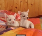 CHIHUAHUAS HEMBRAS - mejor precio | unprecio.es