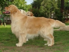 Espetacular camada de golden retriever - mejor precio | unprecio.es
