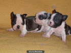 Excelente camada Boston Terrier - mejor precio | unprecio.es