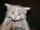 gatita de raza nebelung pocos en españa todo un regalo 686 17 43 41 - mejor precio | unprecio.es