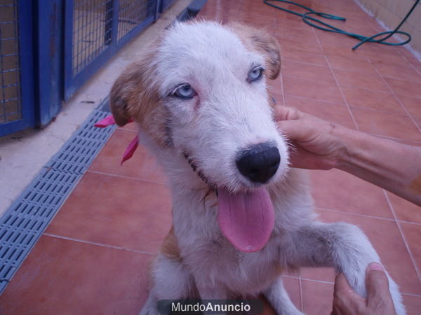 LENY ES COMO UN PELUCHE 5 MESES X HUSKY