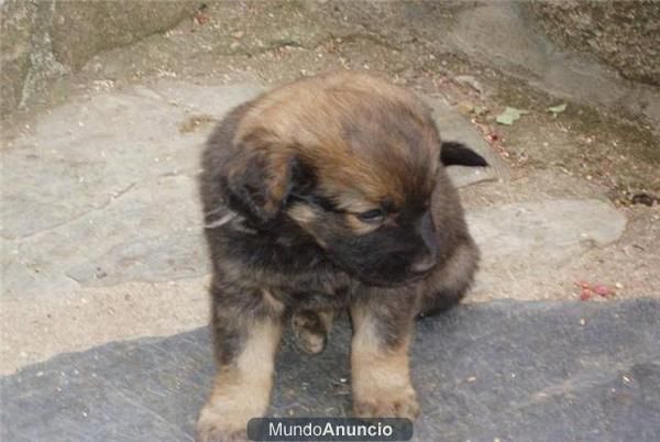 regalo cachorro de pastor aleman