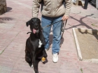 tom,cachorro alegre y docil,adopcion - mejor precio | unprecio.es