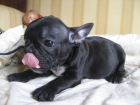 Bulldog Francés, cachorros - mejor precio | unprecio.es