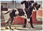 Dogo Alemán (gran danés) - mejor precio | unprecio.es