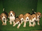 BEAGLES 270€ A TODA ESPAÑA - mejor precio | unprecio.es