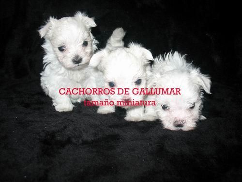 BICHON  MALTES PRECIOSOS MINIATURA
