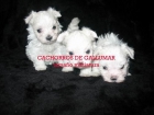 BICHON  MALTES PRECIOSOS MINIATURA - mejor precio | unprecio.es
