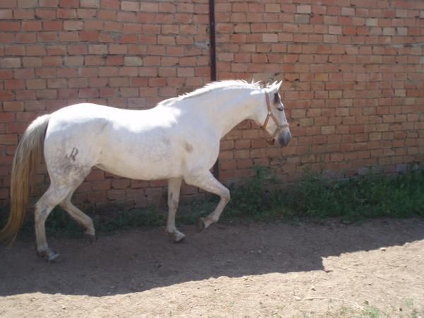 caballos pura raza español ,1200