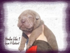 CACHORROS SHAR PEI DE TODOS LOS COLORES - mejor precio | unprecio.es