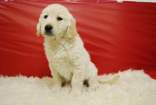 disponible camada de golden retriever, solo 390 euros