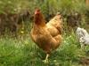 gallinas de mos
