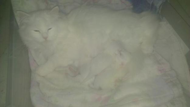 gatitos persas