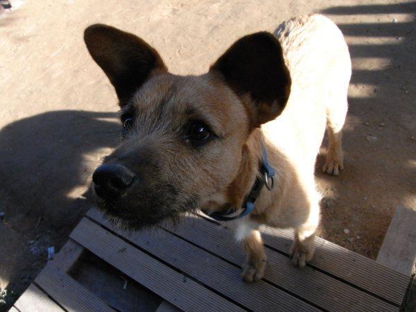GOLFO, CACHORRILLO DE 6  MESES EN ADOPCIÓN.
