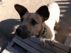 GOLFO, CACHORRILLO DE 6  MESES EN ADOPCIÓN. - mejor precio | unprecio.es