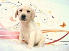 LABRADOR MAGNIFICA CAMADA DE MACHOS Y HEMBRAS - mejor precio | unprecio.es