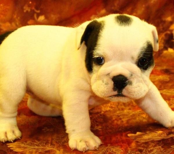 Particular vende Bulldog