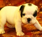 Particular vende Bulldog - mejor precio | unprecio.es