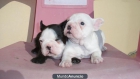 Preciosos cachorritos de BULLDOG FRANCES CRIADOS EN FAMILIA Y MUCHO CARIÑO - mejor precio | unprecio.es