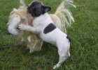Preciosos cachorros de bulldog france - mejor precio | unprecio.es