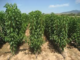 Venta de lotes de arboles frutales a 45 euros.