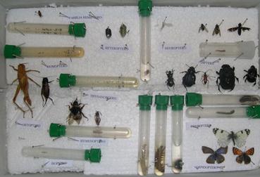 Venta - Entomología, Insectarios, Insectos, Mariposas, visítanos en www.amatistasev