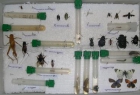 Venta - Entomología, Insectarios, Insectos, Mariposas, visítanos en www.amatistasev - mejor precio | unprecio.es