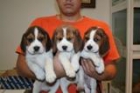 Beagle tricolores nacionales con pedigree - mejor precio | unprecio.es