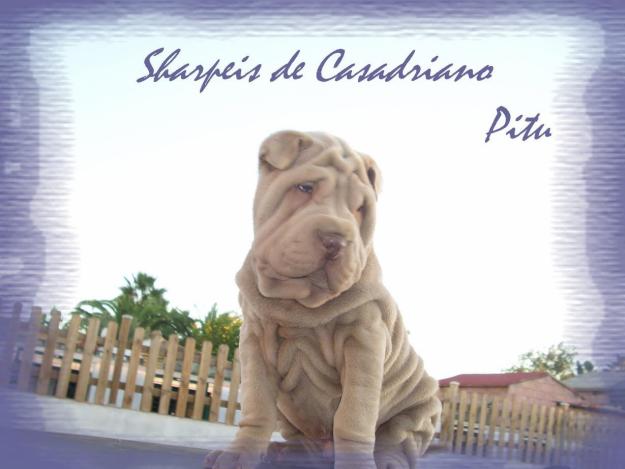 CACHORRITA SHARPEI DORADA ESPECTACULAR Y CACHORRITO LILAC, EXCELENTE PEDIGRI