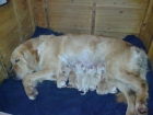 Cachorros GOLDEN RETRIEVER - mejor precio | unprecio.es