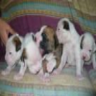 camada de boxer, - mejor precio | unprecio.es