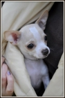 Chihuahua blanco - crema - mejor precio | unprecio.es
