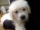 golden retriever - mejor precio | unprecio.es
