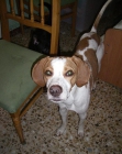 Pointer en adopcion urgente! - mejor precio | unprecio.es