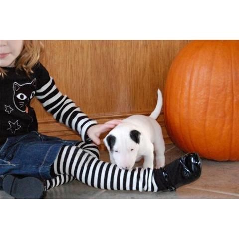 regalo cachorros de bull terrier