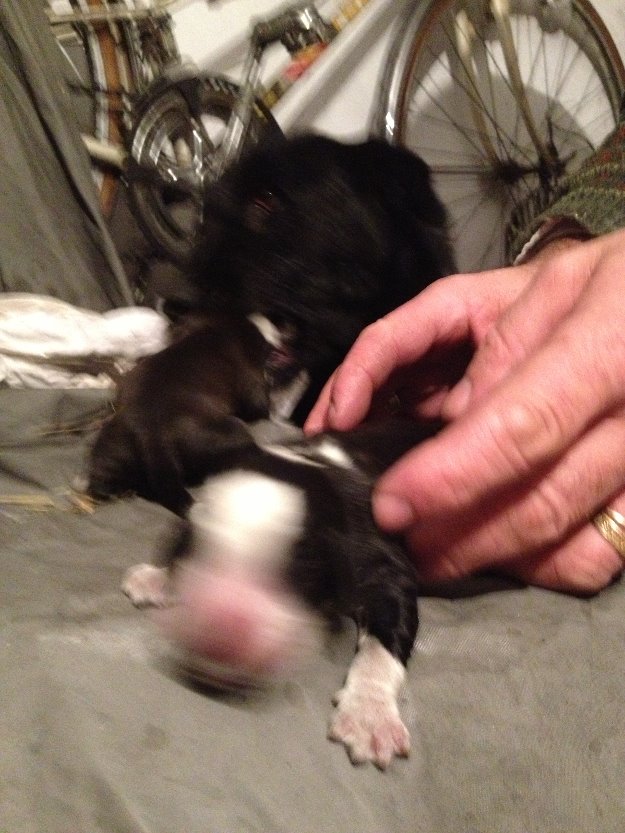 regalo perritos de raza mestiza madre labrador y padre mezcla de cocker