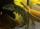 Tupinambis nigropunctatus - mejor precio | unprecio.es