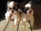 ShihTzu Económicos - mejor precio | unprecio.es
