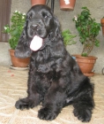Cocker Spaniel Inglés, excelente cachorro - mejor precio | unprecio.es