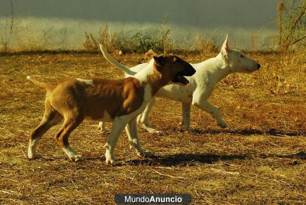 Autenticos Bullterrier economicos con pedigree
