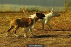 Autenticos Bullterrier economicos con pedigree - mejor precio | unprecio.es