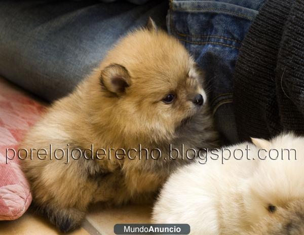 cachorrita de pomerania linea americana