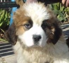 cachorro de san bernardo macho 2 meses edad - mejor precio | unprecio.es