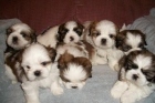 CAMADA DE SHIH-TZU TRICOLORES - mejor precio | unprecio.es