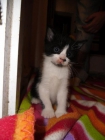 Gatitos de un mes en adopción - mejor precio | unprecio.es