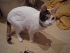 Lussy, gatita maltratada, necesita ayuda. - mejor precio | unprecio.es