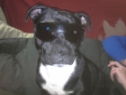 monta staffy - mejor precio | unprecio.es