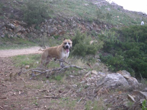 PARA MONTAS AMERICAN STAFFORDSHIRE TERRIER