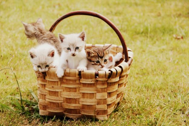 SE REGALAN 5 GATITOS